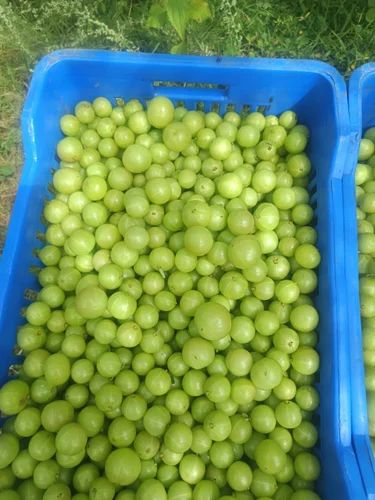 Fresh Amla Fruit