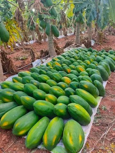 Fresh Papaya Fruit, Packaging Size: 5Ton