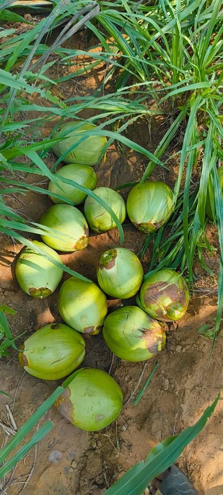 COCONUT PEAL