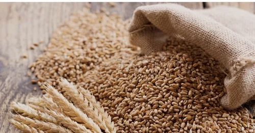 Organic Wheat 306