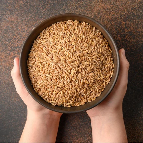 Organic Wheat Grain