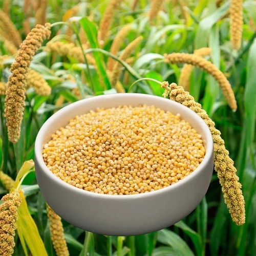 Organic Foxtail Millet Whole Unpolished (25 kg)