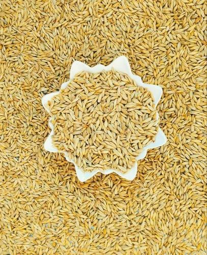 Loose Organic Barley Grain