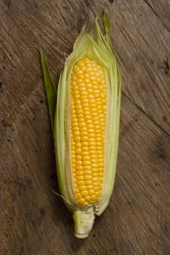 Organic C Grade Maize Corn