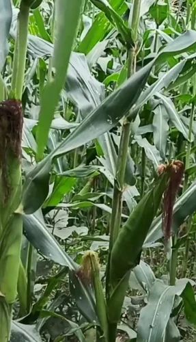 Fresh Organic Corn