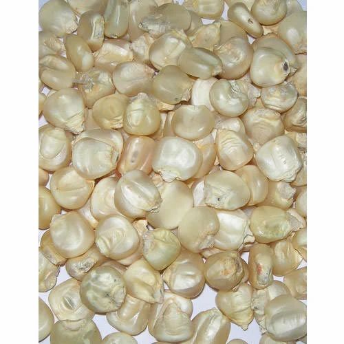 Organic Maize