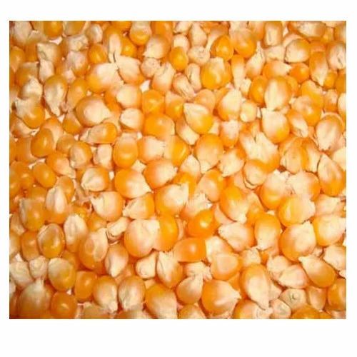 Organic Maize