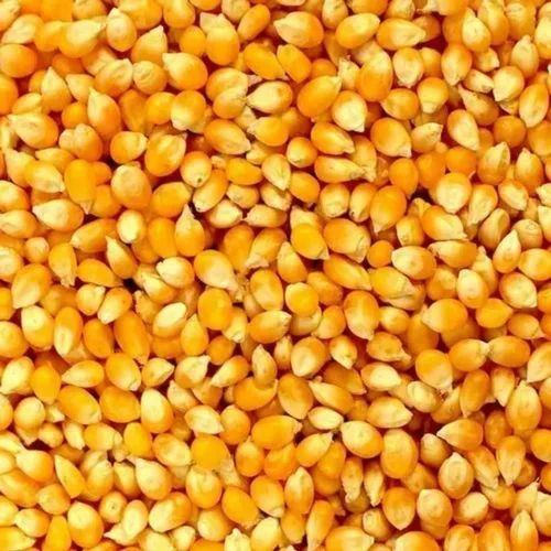 A Grade Yellow Dried Organic Maize, Loose
