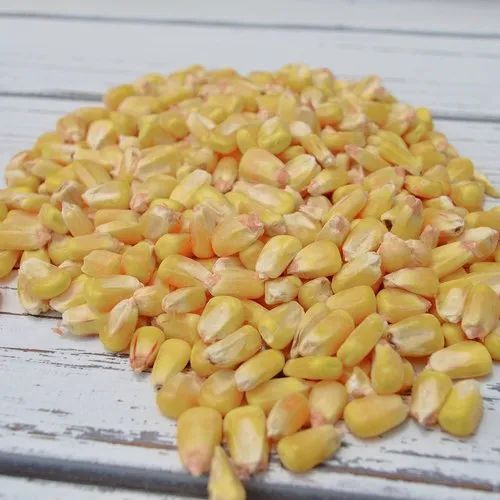 Dry Organic Maize Corn, For Kitchen