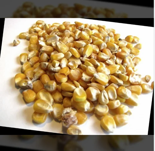Indian Organic Corn