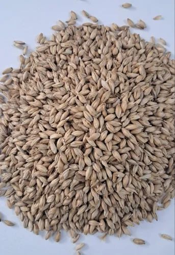 Loose Organic Barley Seeds