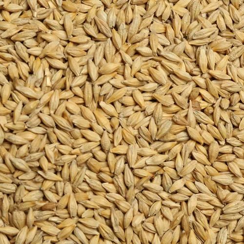 Dried BH 393 Organic Brown Barley Seeds, Packaging Type: Loose
