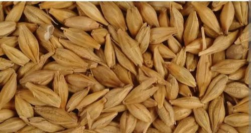 Indian Organic Barley Grain