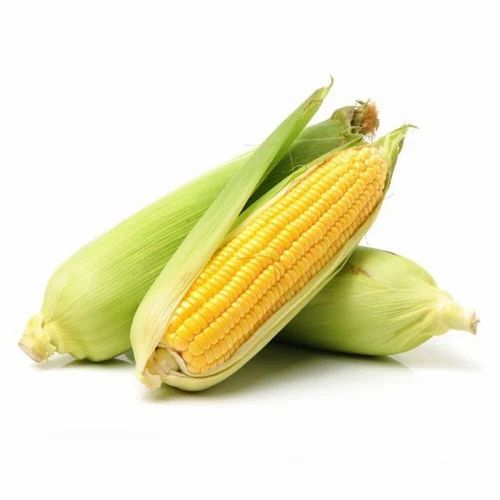 Organic Sweet Corn