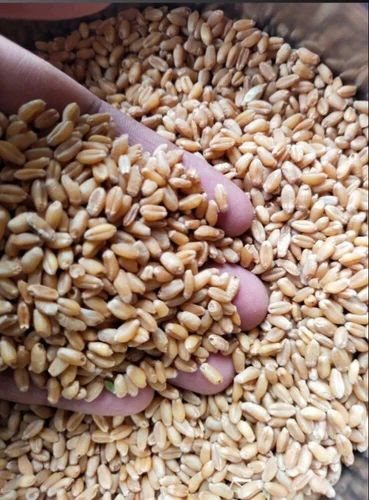 Golden Wheat Grain