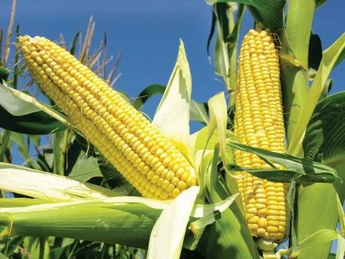 Organic Sweet Corn
