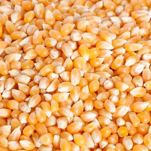Organic Sweet Corn Kernels