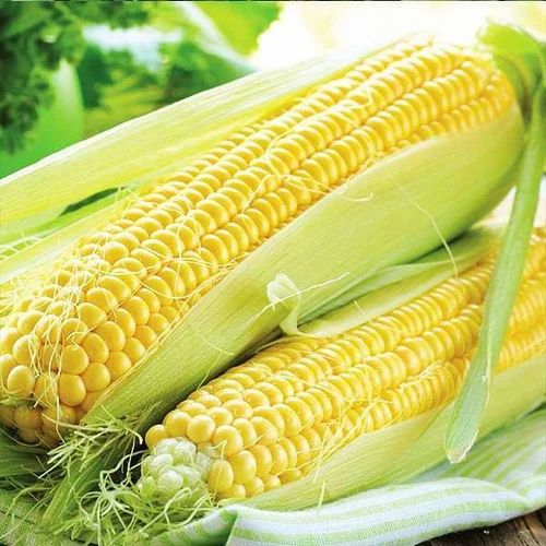 Indian Organic Sweet Corn