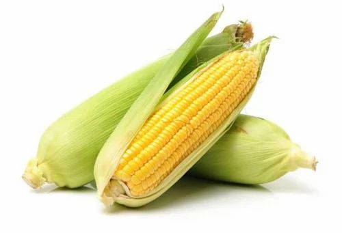 Medium A Grade Organic Sweet Corn, Loose