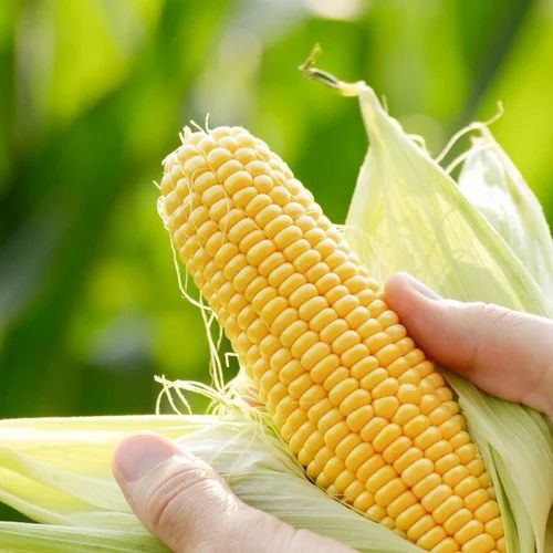 Organic Sweet Corn