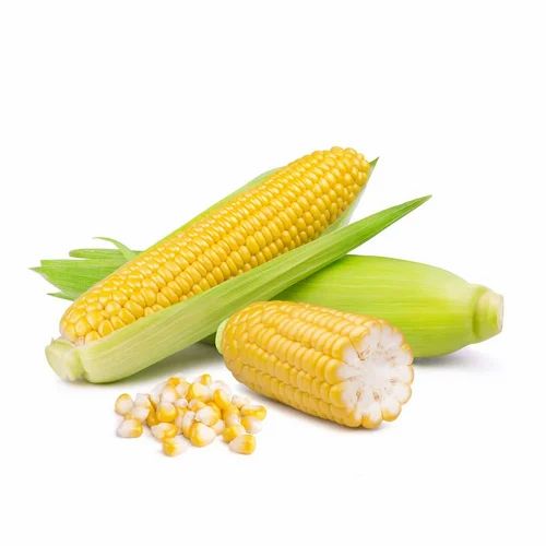 Organic Maize, High in Protein
