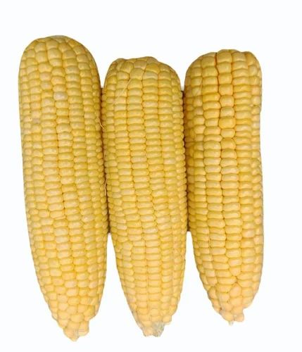 A Grade Yellow Organic Sweet Corn, Packaging Type: Loose