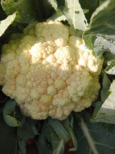 White A Grade Fresh Organic Cauliflower, Loose, Pesticide Free (for Raw Products)