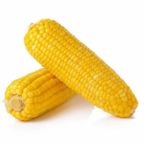 Indian Organic Sweet Corn, For Food