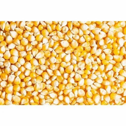 French Organic Sweet Corn, High in Protein