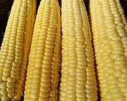 Organic Sweet Corn