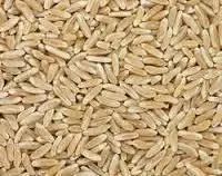 Organic Food Grains