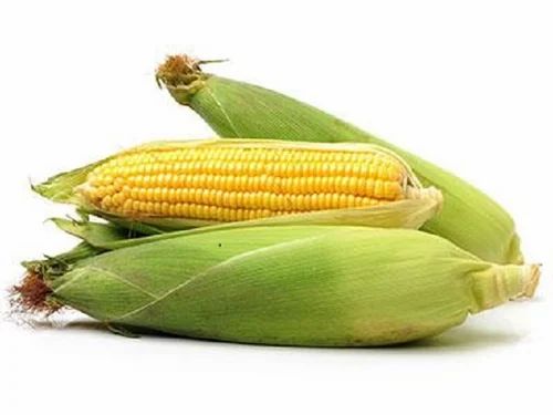 Organic Sweet Corn, Packaging Type: Packet,Gunny Bag