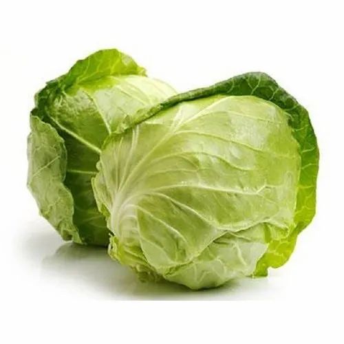 Organic Cabbage, Packaging Size: 25kg,50kg, Packaging Type: Plastic Bag