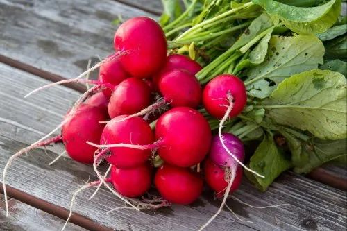 Organic Red Radish