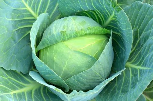 Loose Organic Cabbage