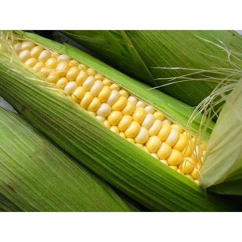 Organic Sweet Corne