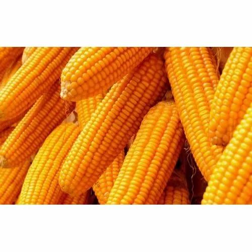 Dried Organic Sweet Corn, Packaging Type: Pp Bag