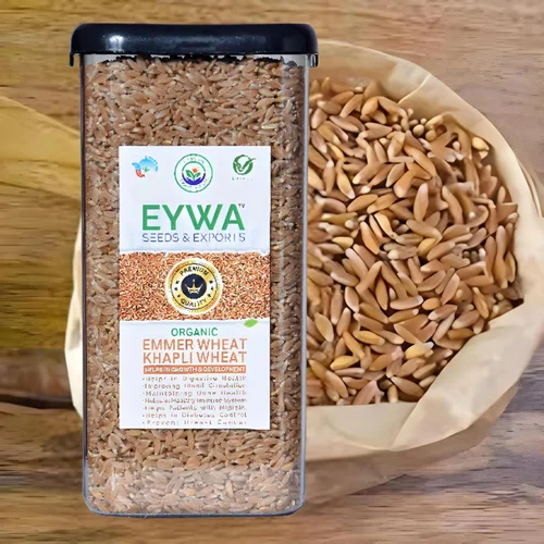 1 Kg Premium Khapli Whole Wheat Grains