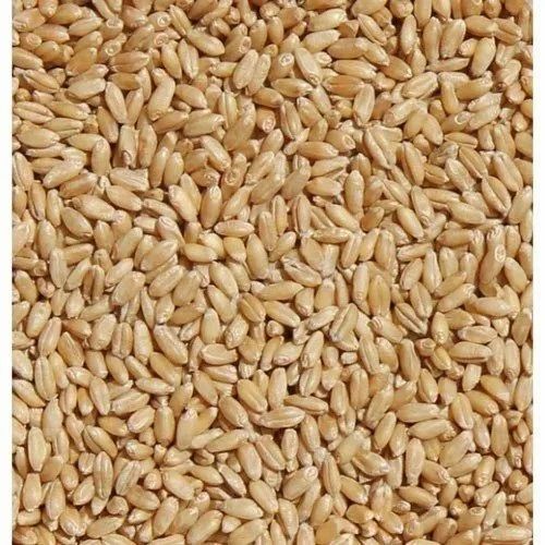 Indian Organic Wheat Grain, High in Protein