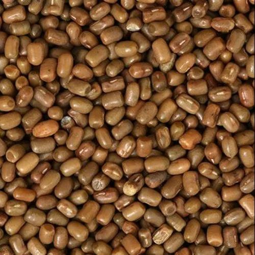 Organic Moth Bean
