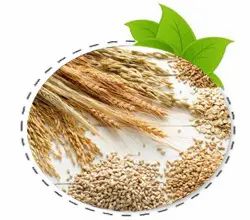 Cereal Grain