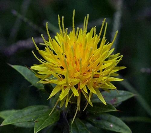 Carthamus Safflower Oil, 1 litre