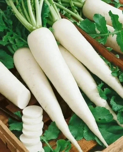 A Grade Fresh Organic Radish