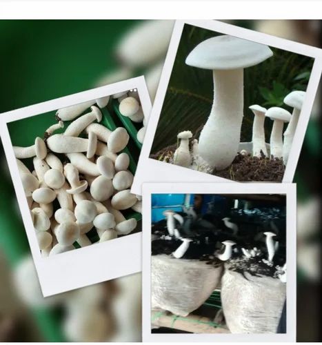Fbd Fresh Milky Mushroom, Packaging Type: PP Bag