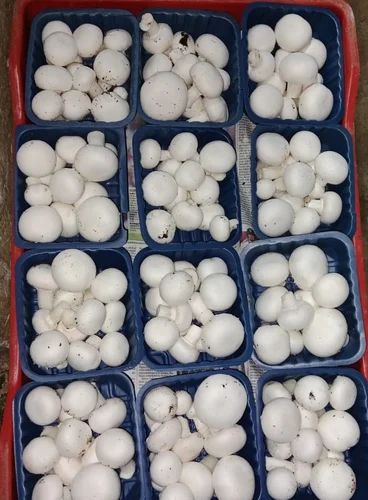 White Fresh Button Mushrooms, Packaging Type: Box