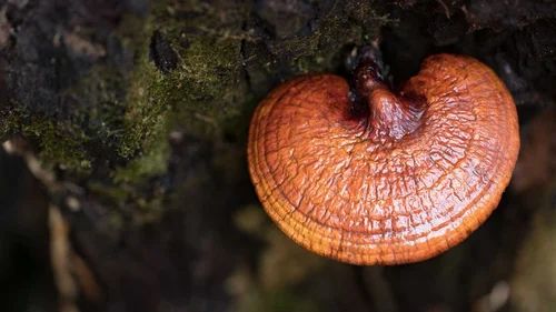 A Grade Reddish Brown Organic Ganoderma Mushroom