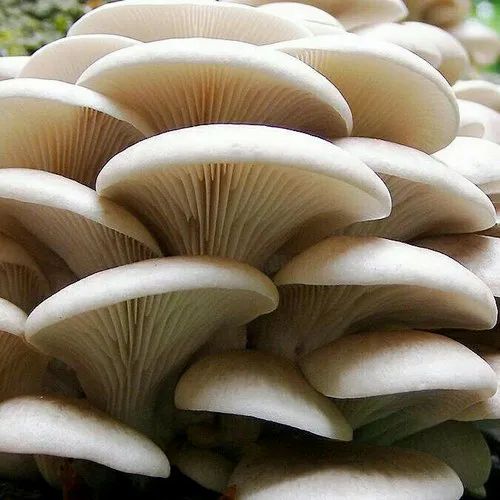 Fresh Mushrooms