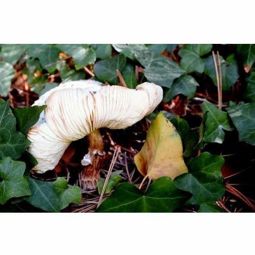 Leaf Mushroom