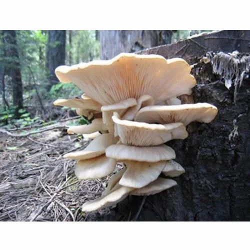 Fresh Organic Mushroom, Packaging: Packet