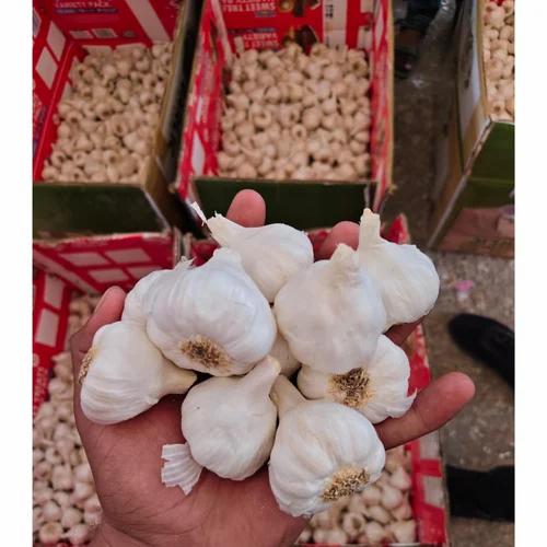 Regular White Supar desi box Quality Garlic